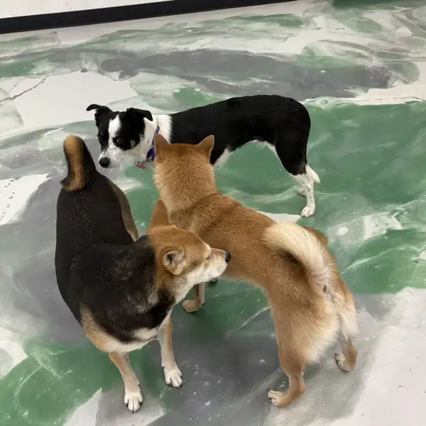Dog enjoying a boarding stay at K9 Rox Club